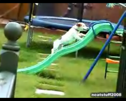 O psie, który biegał pod górę