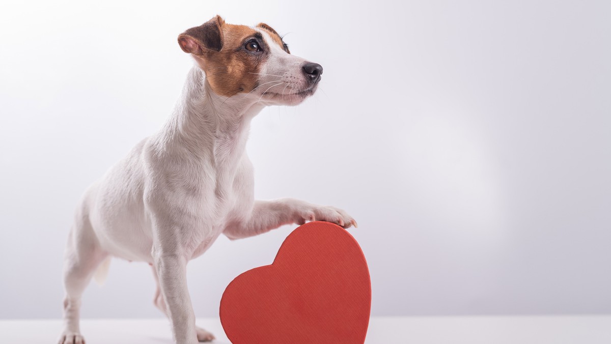 Does your dog truly love you? Science has the answer