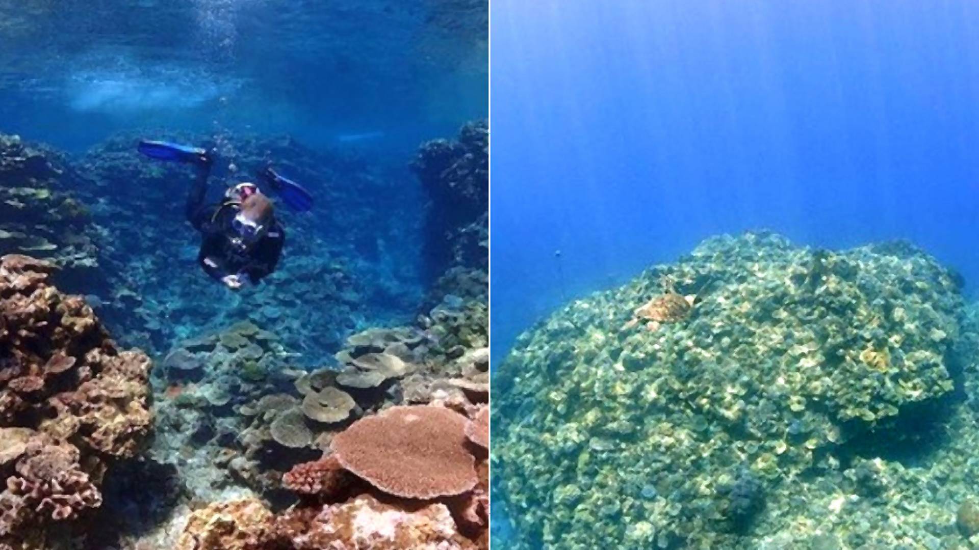 Koralový útes v Japonsku zomiera. Jeho záchrana by trvala desaťročia