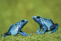 Są bardzo agresywne. To toksyczne piękności