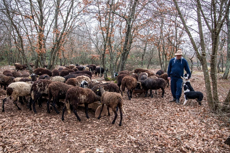 Evropa daje podsticaje, ali sankcije su stroge – zbog toga jako mali deo sredstava stigne do stočara, kaže Vedran Macan