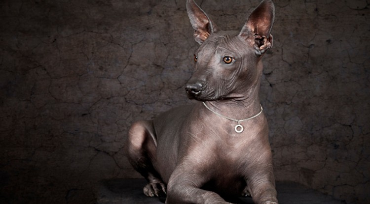 xoloitzcuintli