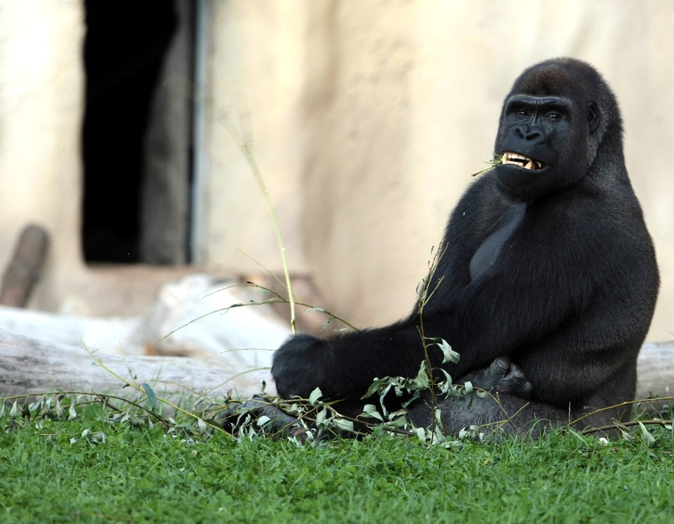 WARSZAWA ZOO GORYLE