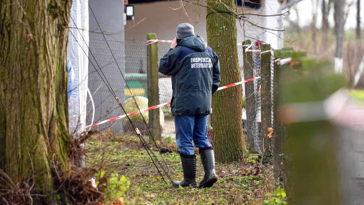 W wyniku wysoce zjadliwej grypy ptaków na osiedlu Lenartowice już padło, bądź zagazowano blisko 10 tys. kaczek - informuje Nowa Trybuna Opolska. Ważny apel został wydany do mieszkańców ośmiu osiedli na terenie Kędzierzyna-Koźla.