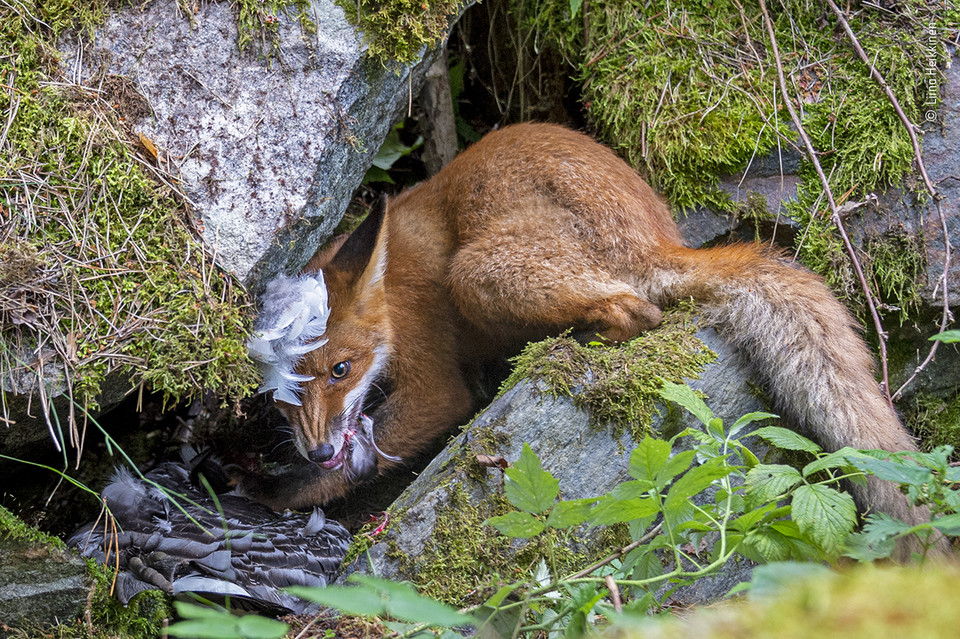 Zwycięzcy Wildlife Photographer of the Year 2020