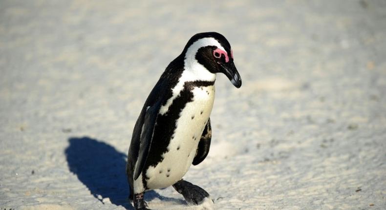 African black-footed penguins have been rated as endangered since 2010