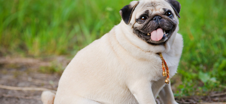 Dlaczego ludzie tyją jak psy? Poznańscy genetycy na tropie przyczyn otyłości