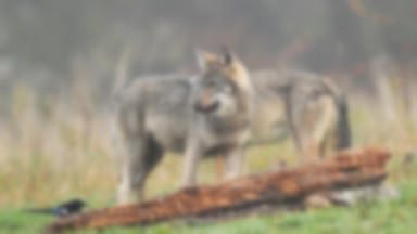 Atak wilków w Świętokrzyskiem. Zagryzione zwierzęta w gospodarstwie agroturystycznym