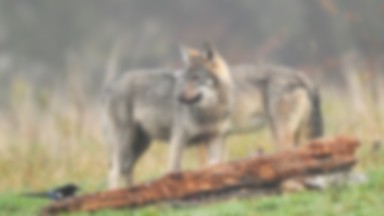 Myśliwi domagają się odstrzałów wilków. "Dopóki nie zabiją ludzi, to ten temat będzie omijany"