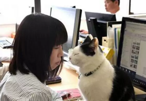 Japońskie firmy rekrutują zwierzaki, które mają łagodzić stres pracowników w miejscu pracy