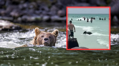 Spotkali na plaży nietypowego gościa. Od razu chwycili za telefon