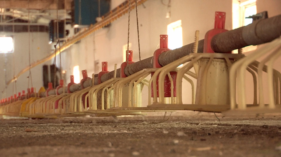 Kristijan Golubović