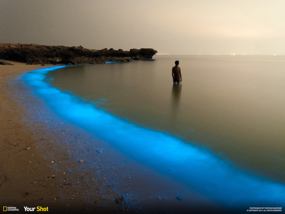 Pooyan Shadpoor - Bioluminous Larak (pol. Bioluminescencyjny Larak) / National Geographic Your Shot Favorite Photos of the Day