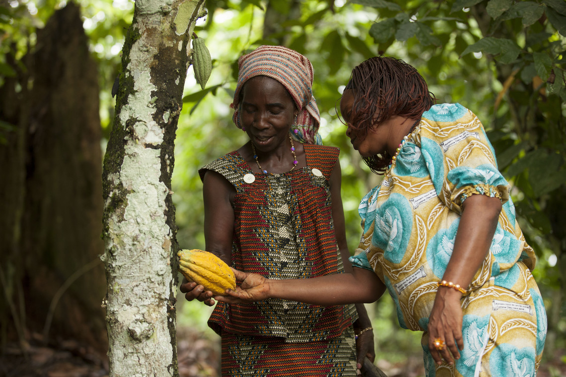 Kobiety wśród drzewek kakaowca. Do ich uprawy potrzeba bardzo specyficznych warunków w okołorównikowym klimacie