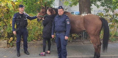 Spłoszony koń w centrum Lublina. Interweniowali policjanci