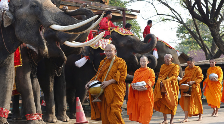 Elefántünnep Thaiföldön / Fotó: MTI