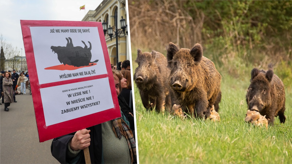 Sejmik Mazowiecki: dziki w Warszawie będą odstrzeliwane bez limitów