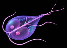 giardiosis280x200-d00000745572cfb7e72da