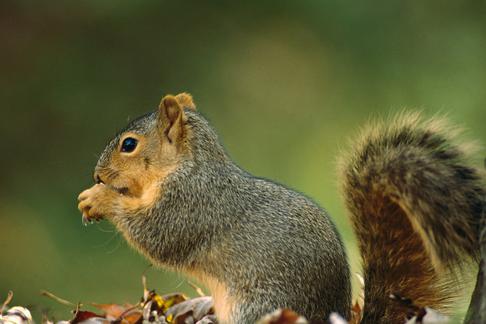 Northern Fox Squirrel (Sciurus niger) side view portrait, North America