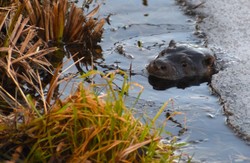 "Ni to pies, ni to...". Leśnicy pokazali zagadkowe zdjęcie