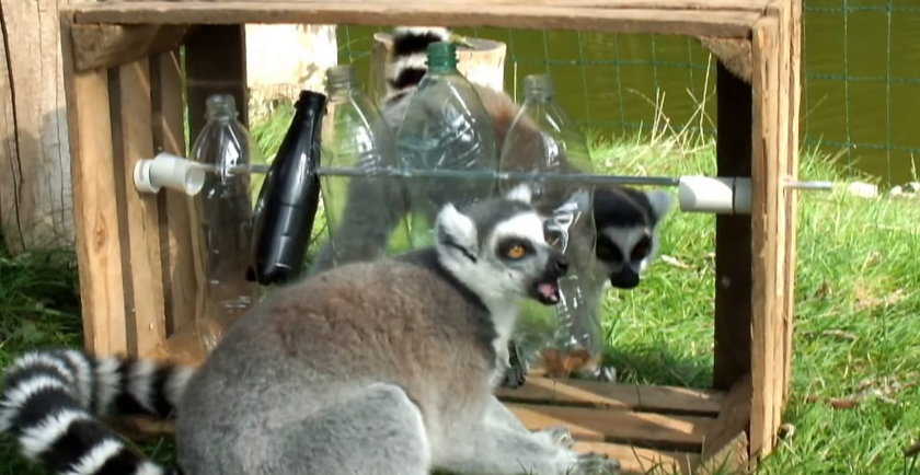 Lemury z zoo mają nową zabawkę