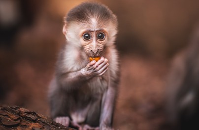 Małpi baby boom trwa w najlepsze!
