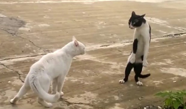 245982_macoriyoutube