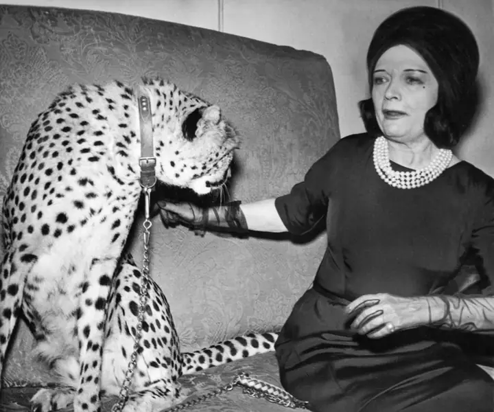 Pola Negri miała geparda, 1963 / ullstein bild Dtl./  GettyImagea