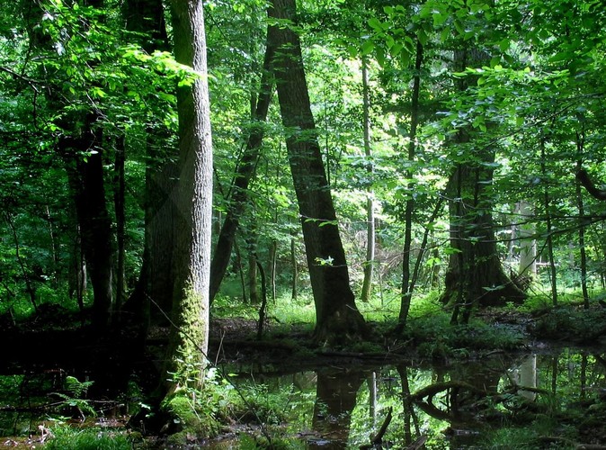 Uroki Puszczy Białowieskiej © www.tydecydujesz.org Fot. Janusz Korbel