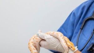 A stock image shows a doctor holding a snake.iStock/Getty Images