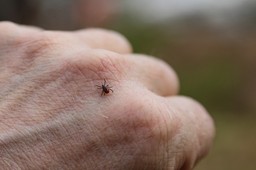kleszcze najchętniej wybierają tę grupę krwi. zaskakujące odkrycie nau
