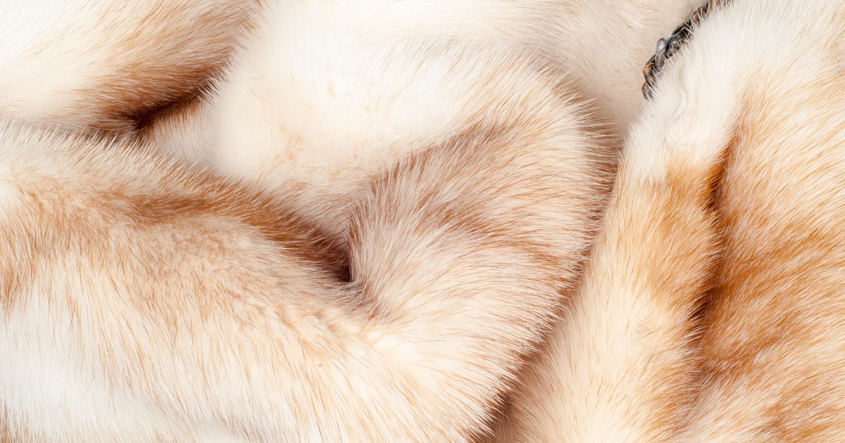 Zakaz futer coraz bliżej. Branża mówi o katastrofie