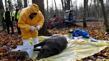 Afrykański pomór świń. To kolejna zagrażająca nam epidemia [ANALIZA]