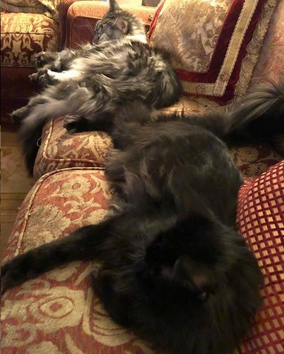 Jak mieszka Maryla Rodowicz?