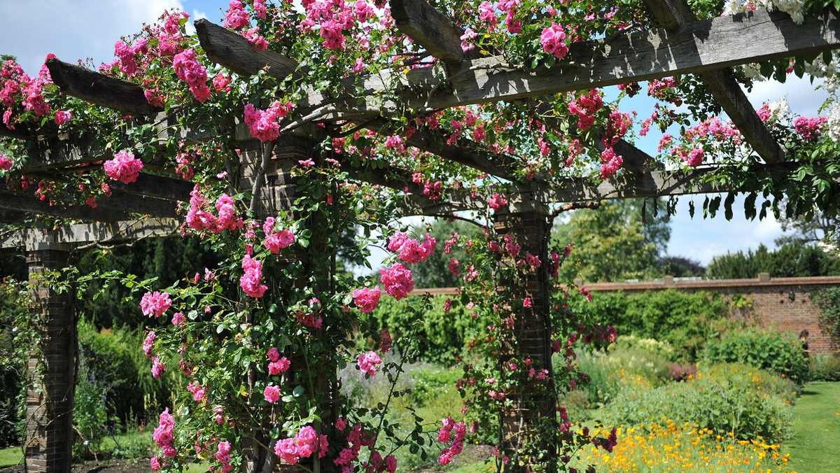 Kwiaty w ogrodzie — warto zdecydować się na pergole. Jakie rośliny wybrać?