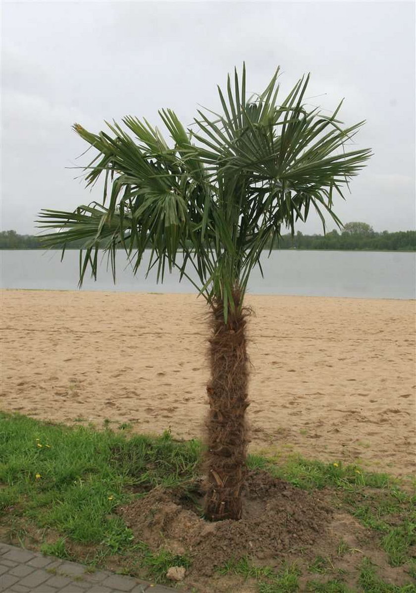 Palmy nad zalewek kraśnickim