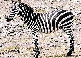 zebra-allat-d00000ECB99bc0ef64da3