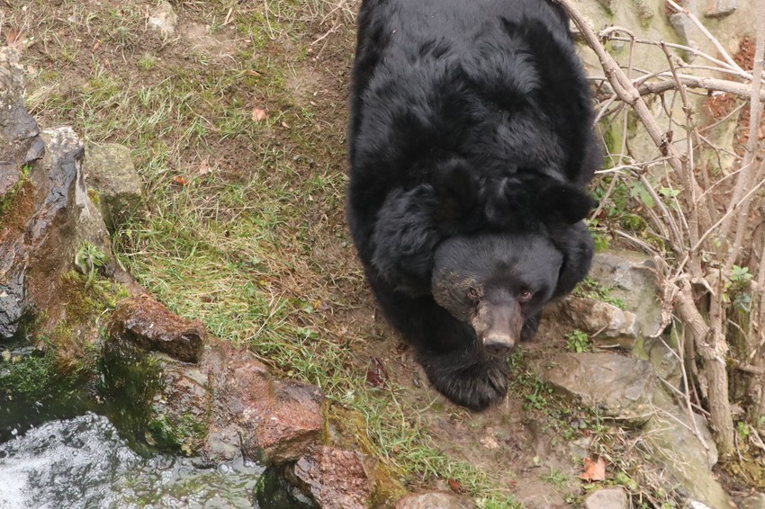 Medved Uroš izašao iz jazbine na Sretenje
