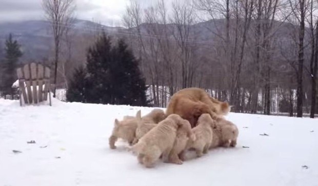 549666_retriveri-na-snegu