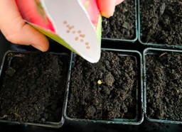 wysiej pod koniec stycznia w domu, żeby mieć piękne sadzonki w połowie maja