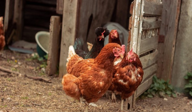 Kokoške - ilustracija