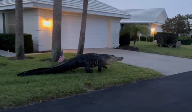 aligator