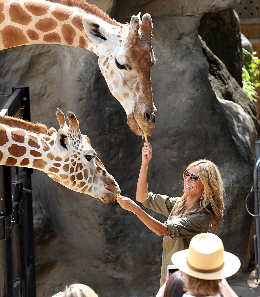 Heidi Klum karmi żyrafę