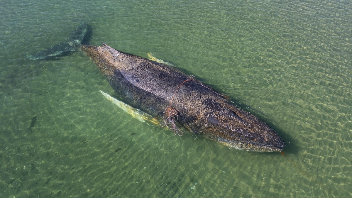 Nasukani kit u nemačkom zalivu Libek 23. marta | Foto: EPA/Sea Shepherd