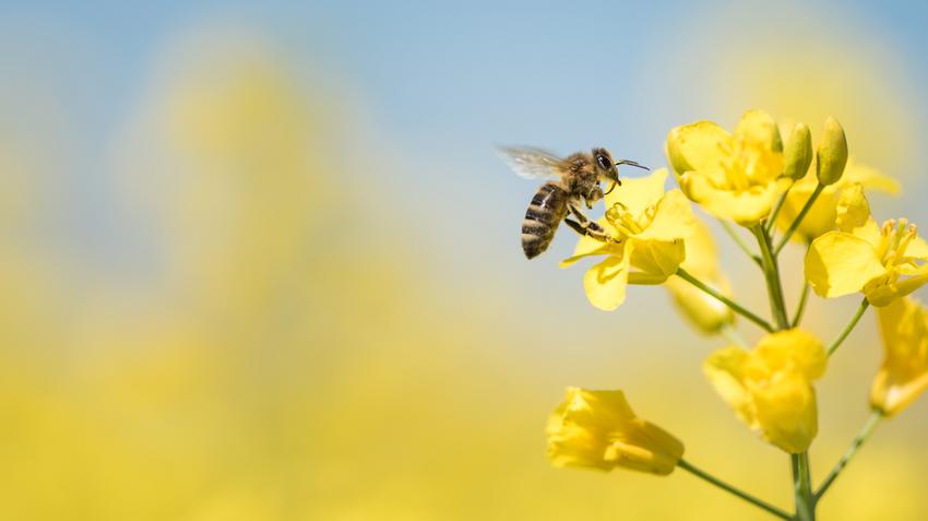 Rövidlátás kezelése méhészeti tinktúrával - Rhinitis kezelése