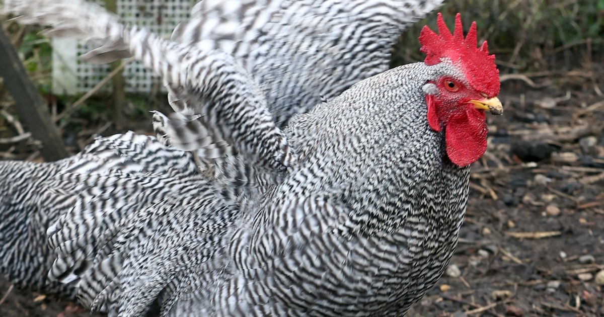 Átok sújtja a zalai kakasszépségversenyt: az első nyertest róka vitte el, a második királyválasztást lefújták