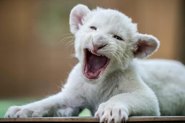 Four-week-old female white lion cub