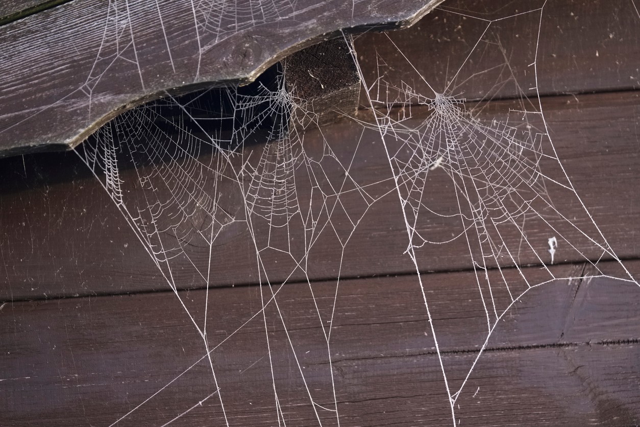 Pavučina v niektorých kultúrach znázorňuje nitky osudu.