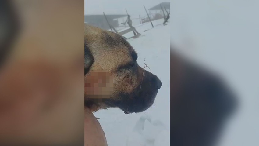 Neustrašivi pas spasio ovce od vuka