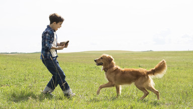 Od "Lassie" do "Był sobie pies": najlepsze filmy z psami w roli głównej